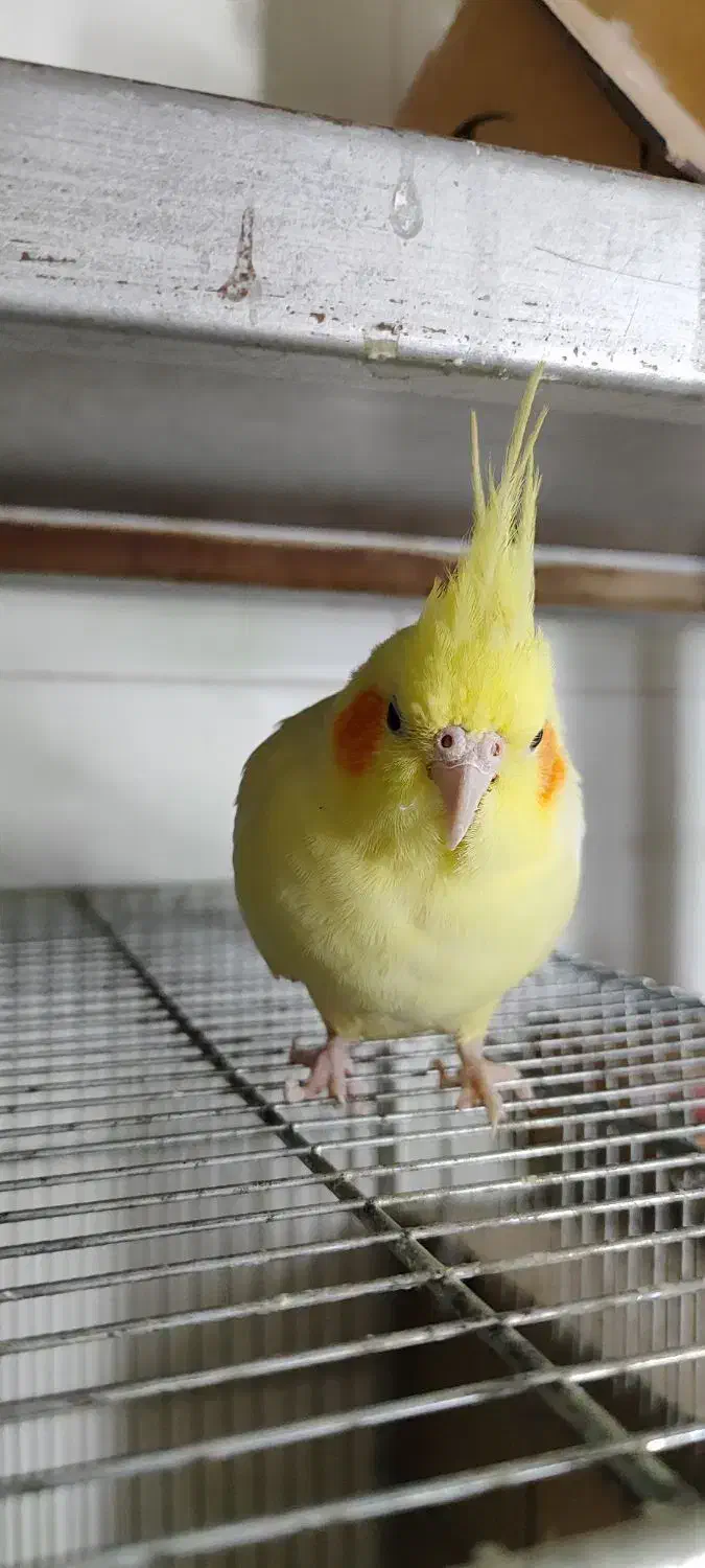 عروس هلندی|پرنده|اصفهان, همتآباد|دیوار