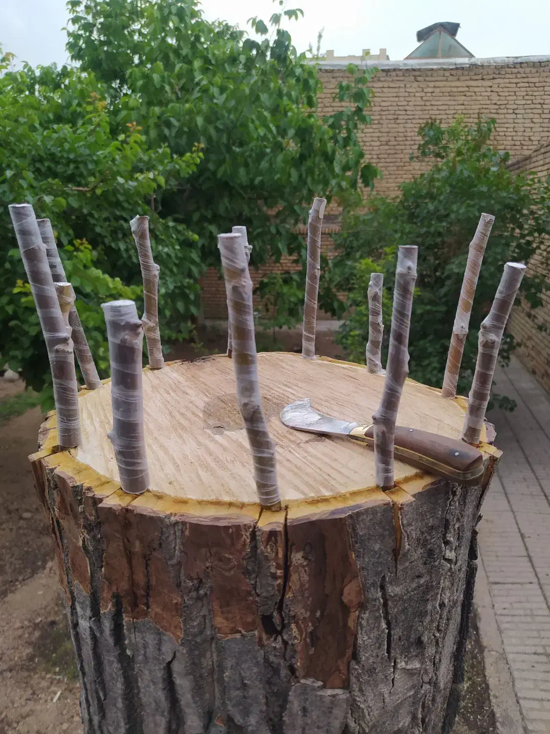 هرس و پیوند|خدمات باغبانی و درختکاری|بجنورد, |دیوار