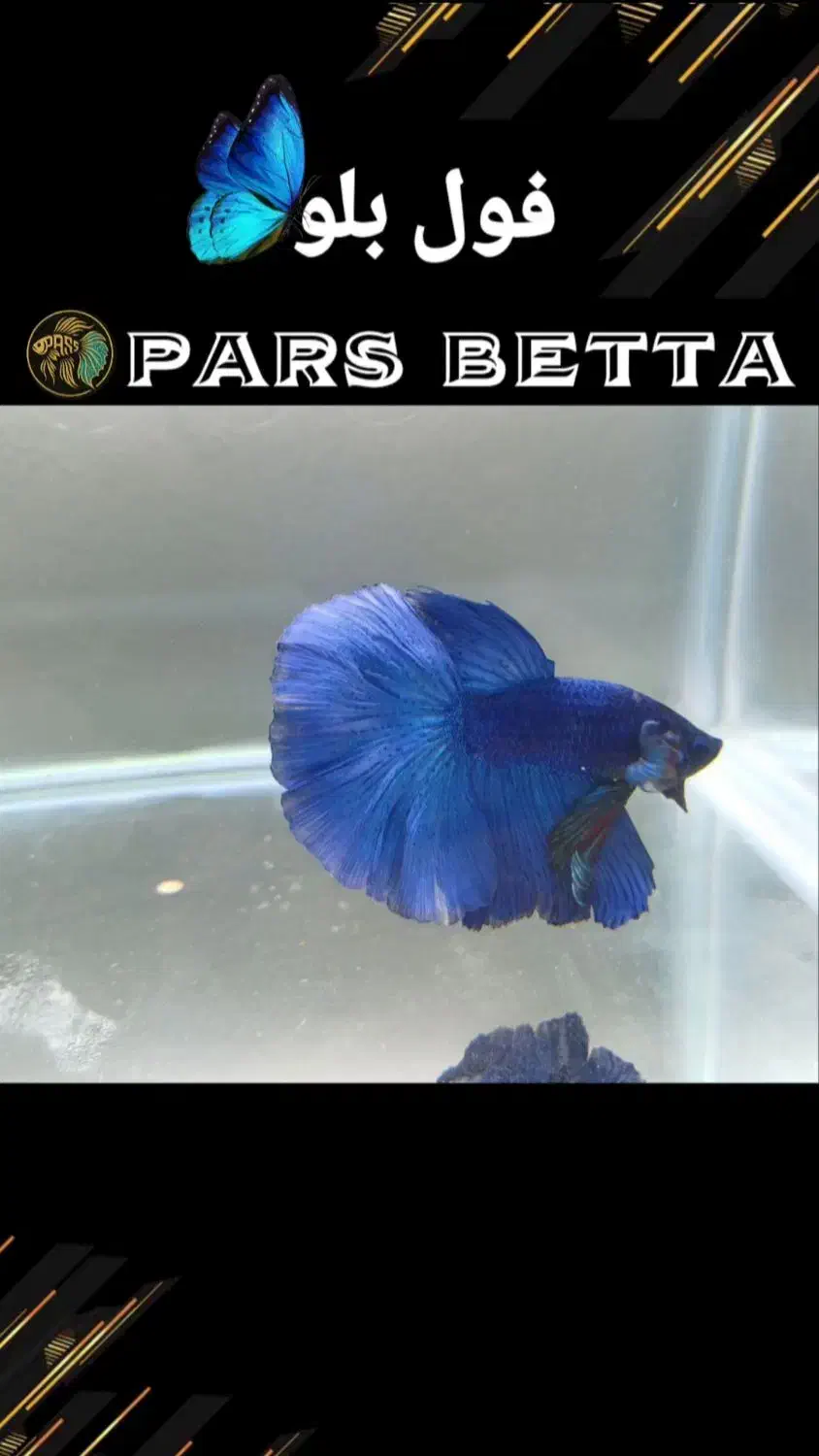 فایتر هافمون تایلندی|ماهی|فردیس, شهرک راه آهن|دیوار