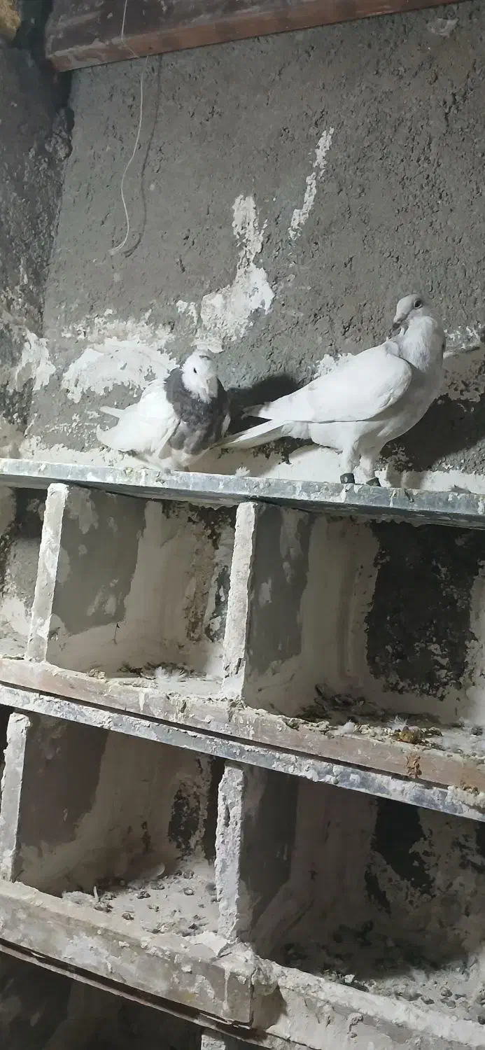 کبوتر|پرنده|چناران, |دیوار