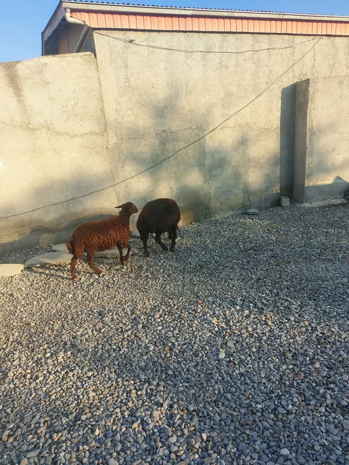 گوسفند ابست و بره نر|حیوانات مزرعه|آق قلا, |دیوار