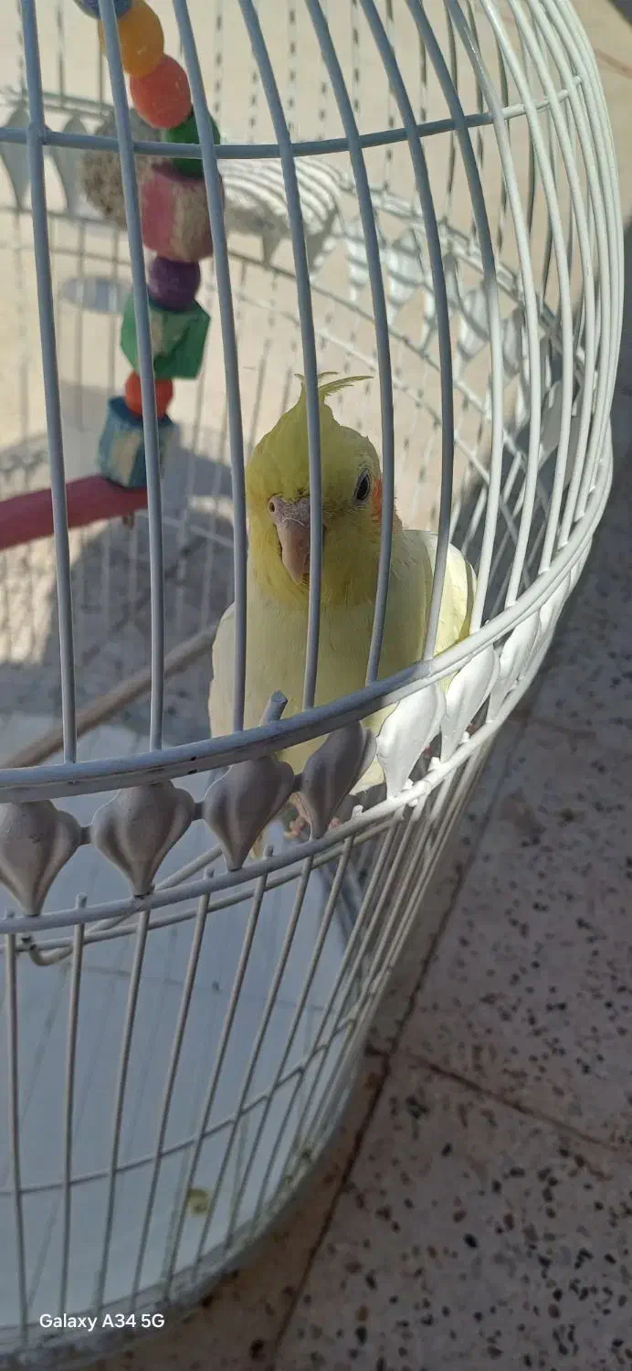 عروس هلندی|پرنده|سبزوار, باهنر|دیوار