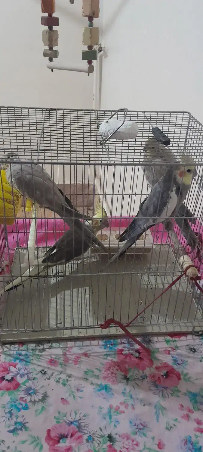 عروس هلندی|پرنده|باسمنج, |دیوار