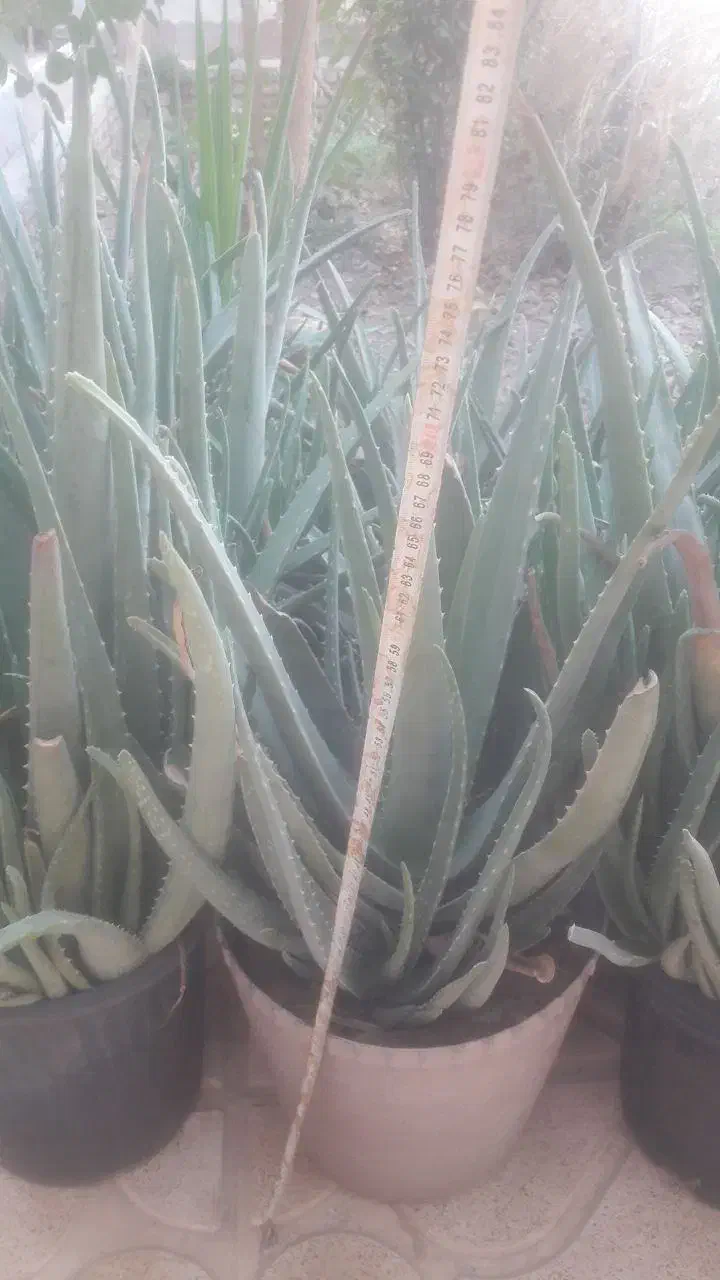 آلورا|گل و گیاه طبیعی|گرمسار, |دیوار