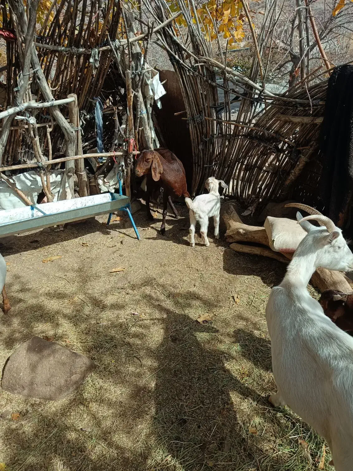 بز درجه یک شیرا (گوسفند)|حیوانات مزرعه|کرمان, |دیوار