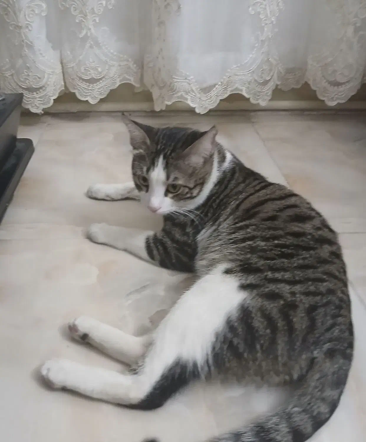 واگذاری رایگان گربه Dsh|گربه|شاهین دژ, |دیوار