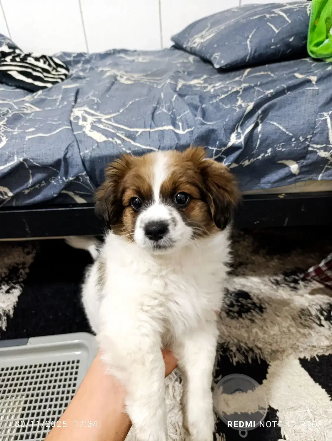 سگ خارجی پا کوتاه بدون سر و صدا|سگ|فیروزآباد (فارس), |دیوار