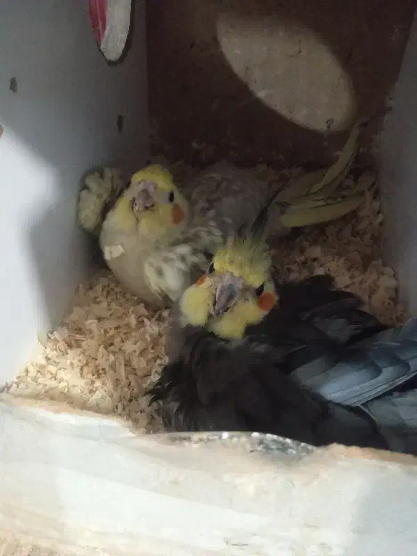 حیوان|پرنده|قم, شهرک فاطمیه|دیوار