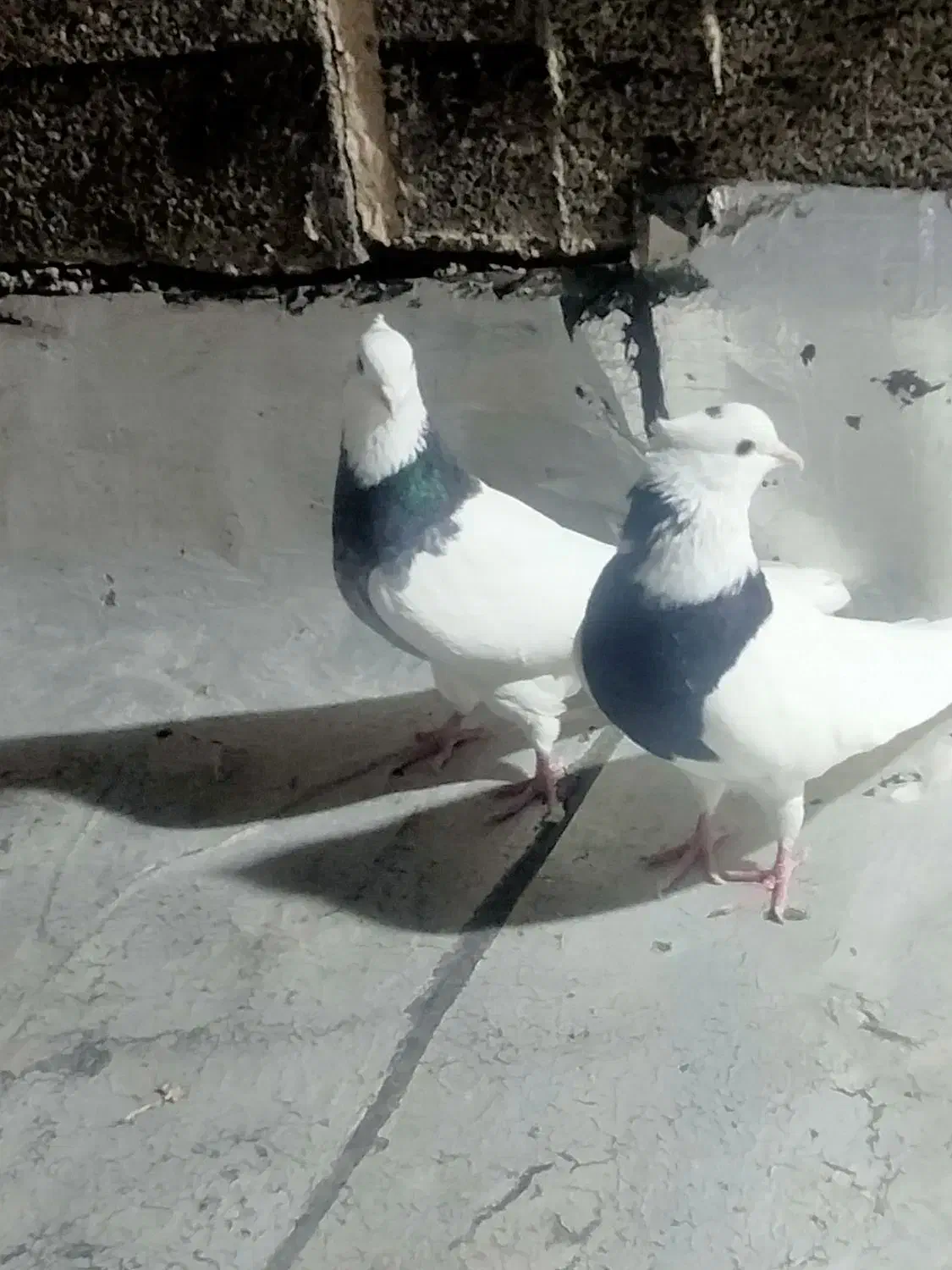 کبوتر طوقی|پرنده|ایلام, |دیوار