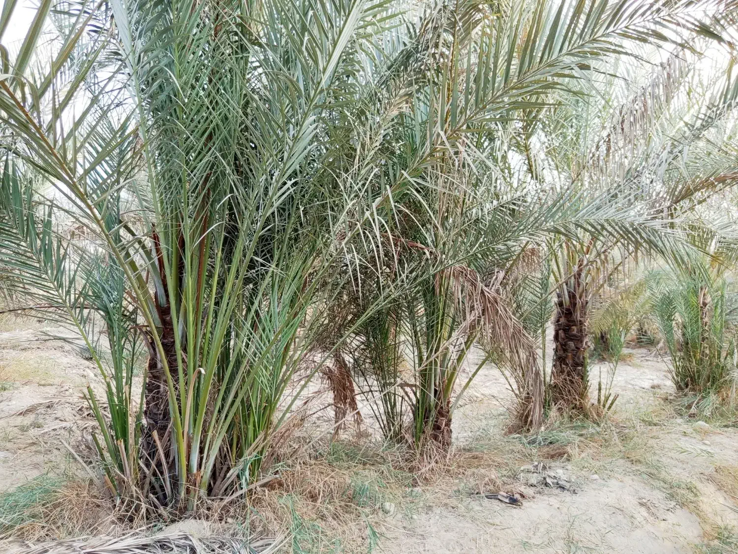 بچه نخل ...دمیت|گل و گیاه طبیعی|برازجان, |دیوار