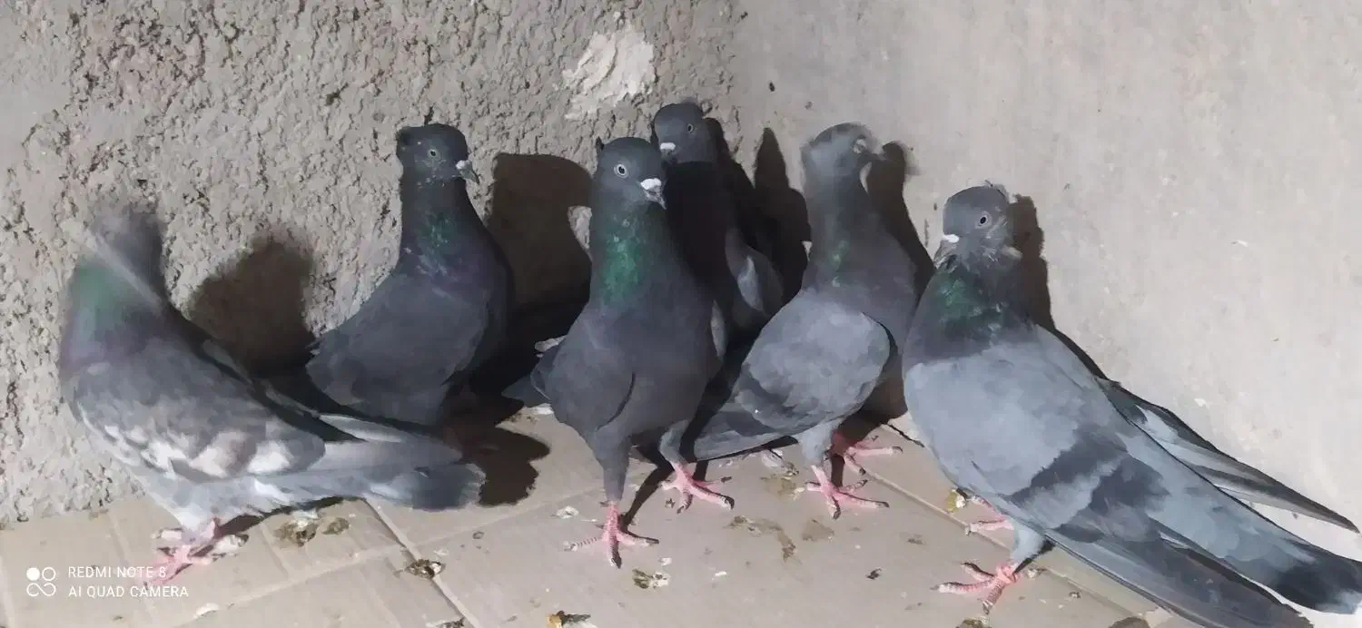 هشت کبوتر بوشهر ی ملاقی و پرشی|پرنده|خورموج, |دیوار