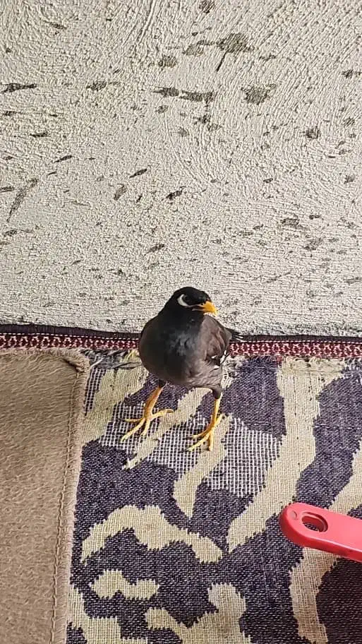 مرغ مینا واسه مهدی هست|پرنده|ریز, |دیوار