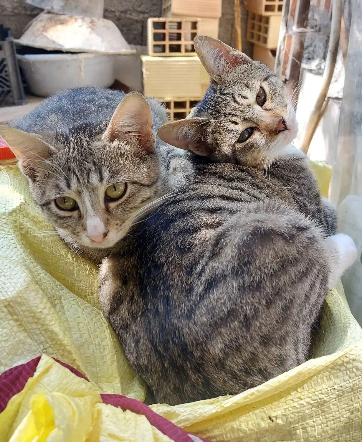 واگذاری رایگان گربه|گربه|رستمآباد, |دیوار