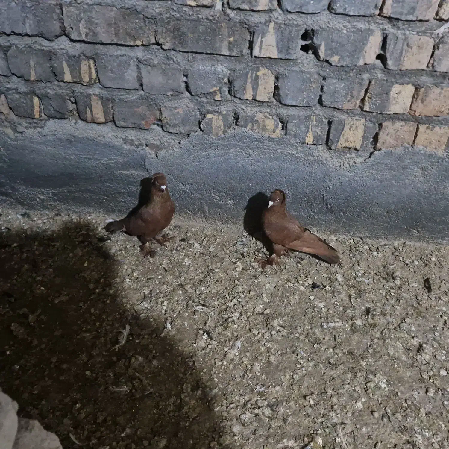 کبوتر راعبی|پرنده|قم, باجک یک|دیوار