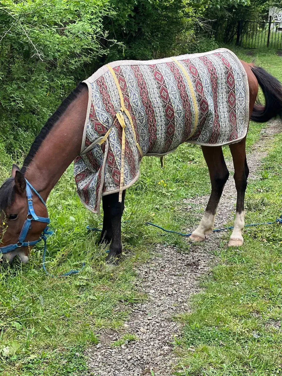 اسب نریان 4سال|اسب و تجهیزات اسب‌سواری|ماسال, |دیوار