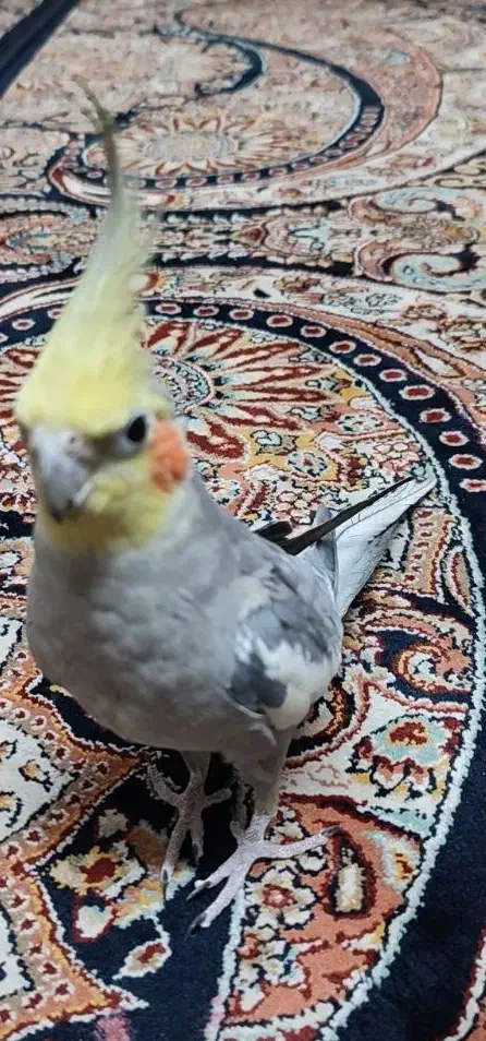 گمشده.|حیوانات|شوشتر, |دیوار