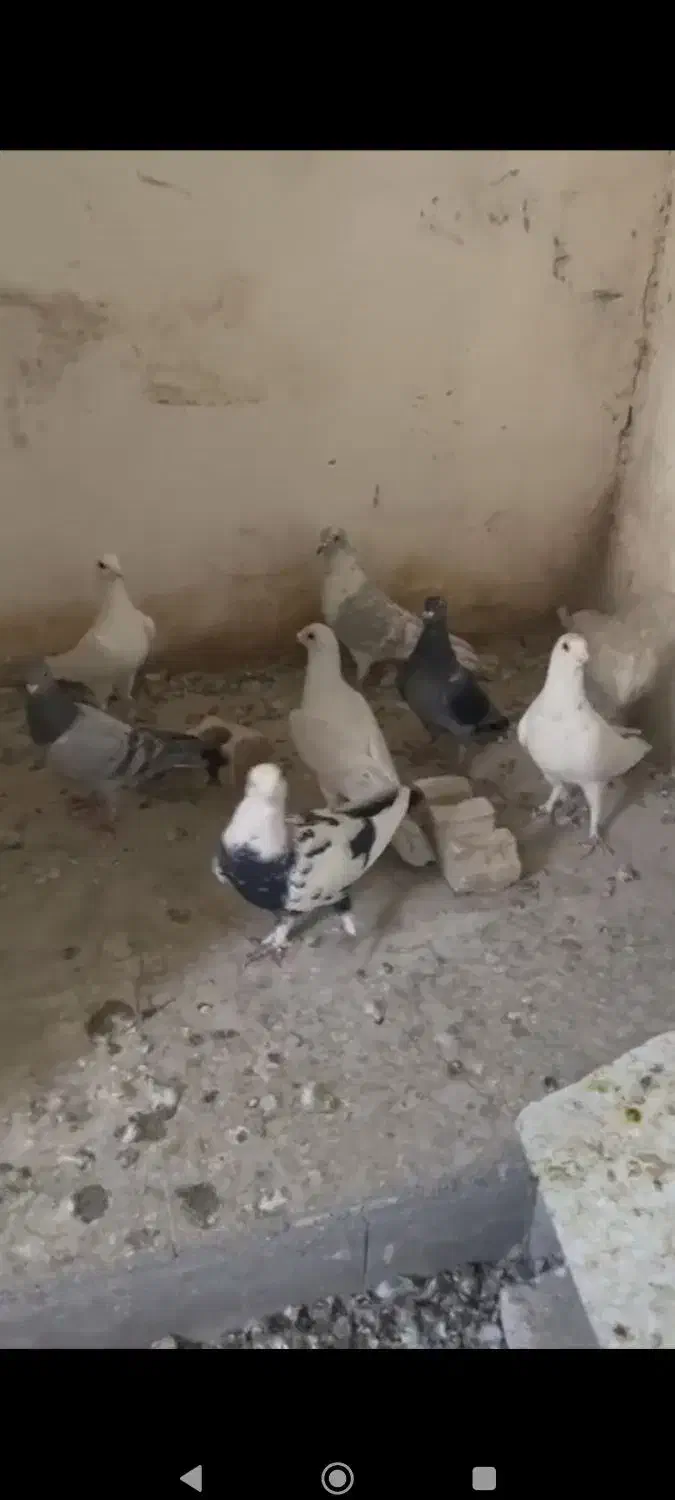 کبوتر پلاکی جوجه بون|پرنده|شیراز, حومه شیراز|دیوار