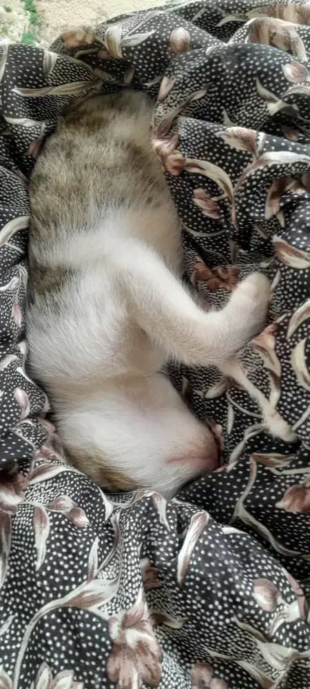 گربه گمشده دراطراف شمام توروخدا دیدینش اطلاع بدید|گربه|رستمآباد, |دیوار