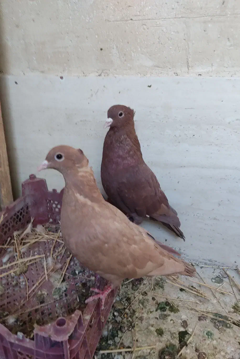 جفت جوانه کرمونی اصیل|پرنده|فرح دشت, |دیوار