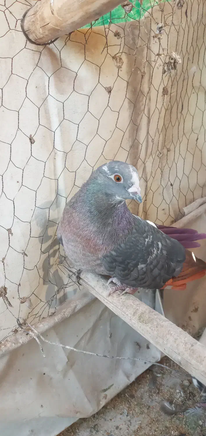 کفتر تزینی  زاغ نر|پرنده|تهران, آهنگ|دیوار