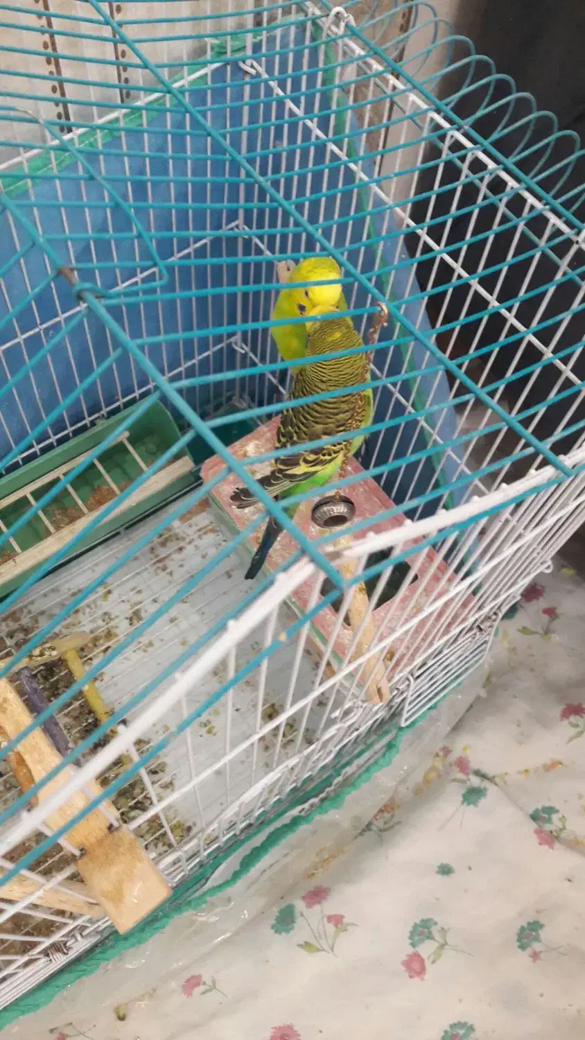 یک جفت مرغ عشق با تخم  قفس|پرنده|الیگودرز, |دیوار