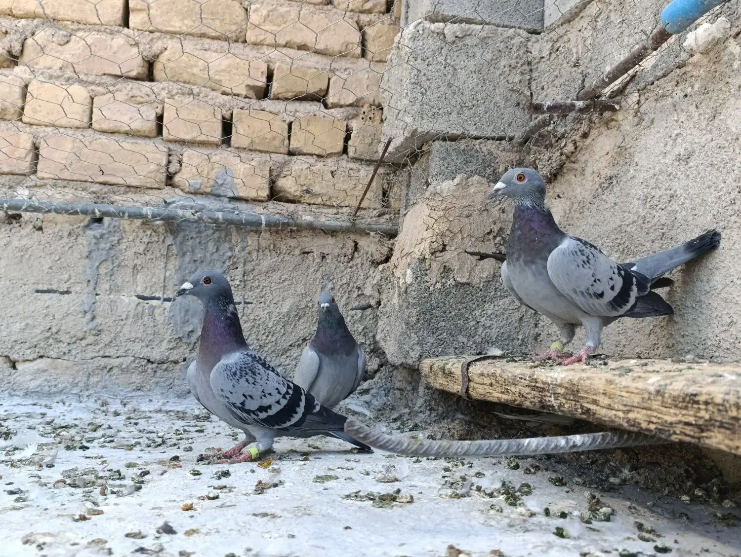 پلاکی|پرنده|شیراز, ارم|دیوار
