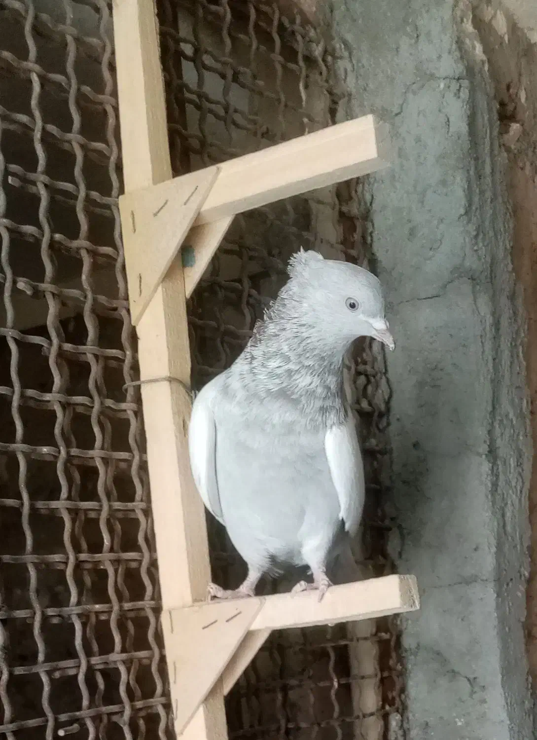 ماده سینه سوسنی|پرنده|مرودشت, کوشک|دیوار