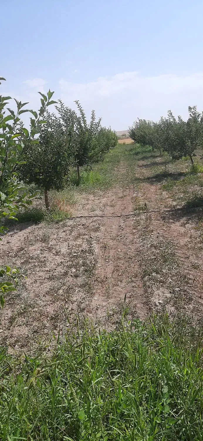 زمین باغی|فروش زمین و ملک کلنگی|بستان آباد, |دیوار