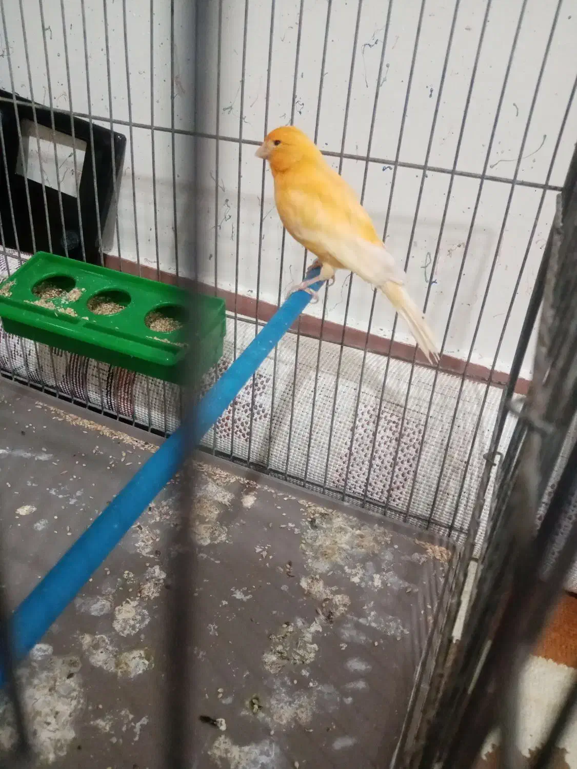 قناری نر|پرنده|فرخشهر, |دیوار