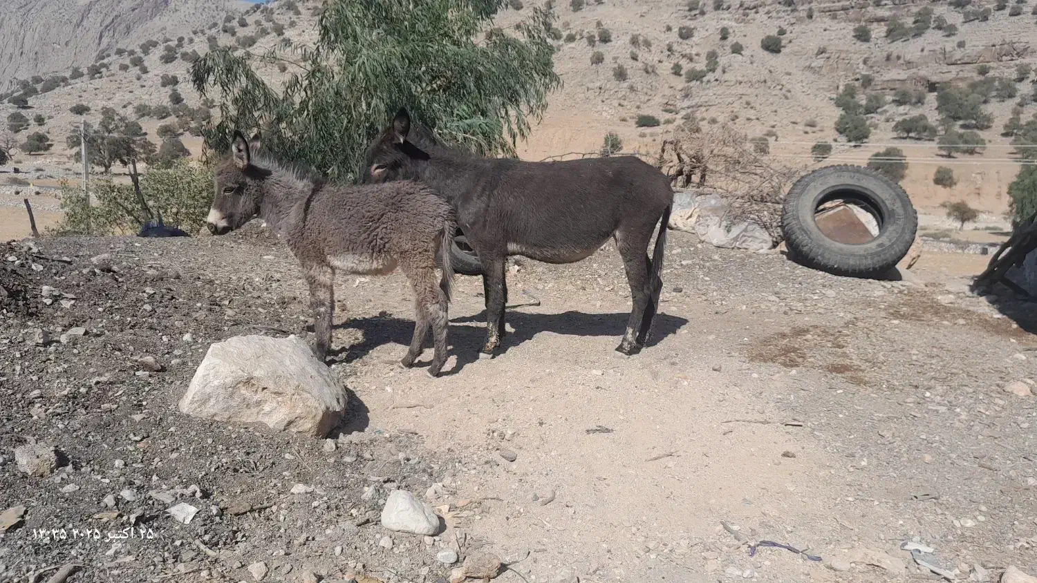 فروش توافقی الاغ / جوان|حیوانات مزرعه|سرفاریاب, |دیوار