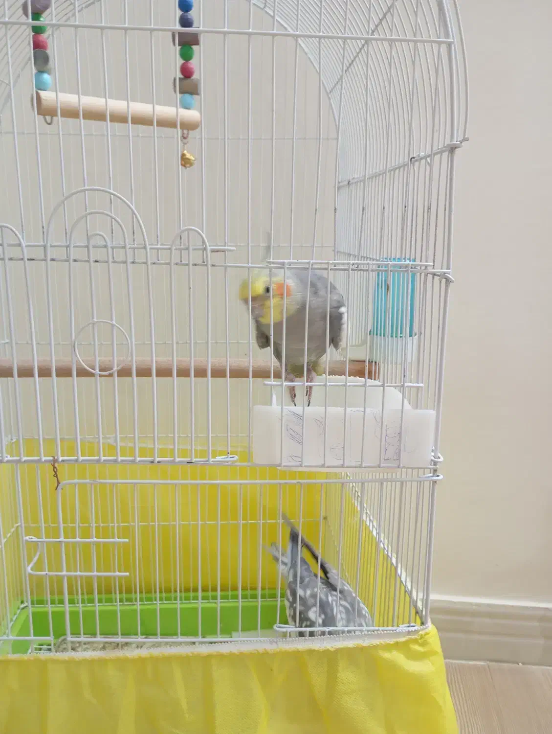 عروس هلندی دستی|پرنده|فردیس, قریشی|دیوار