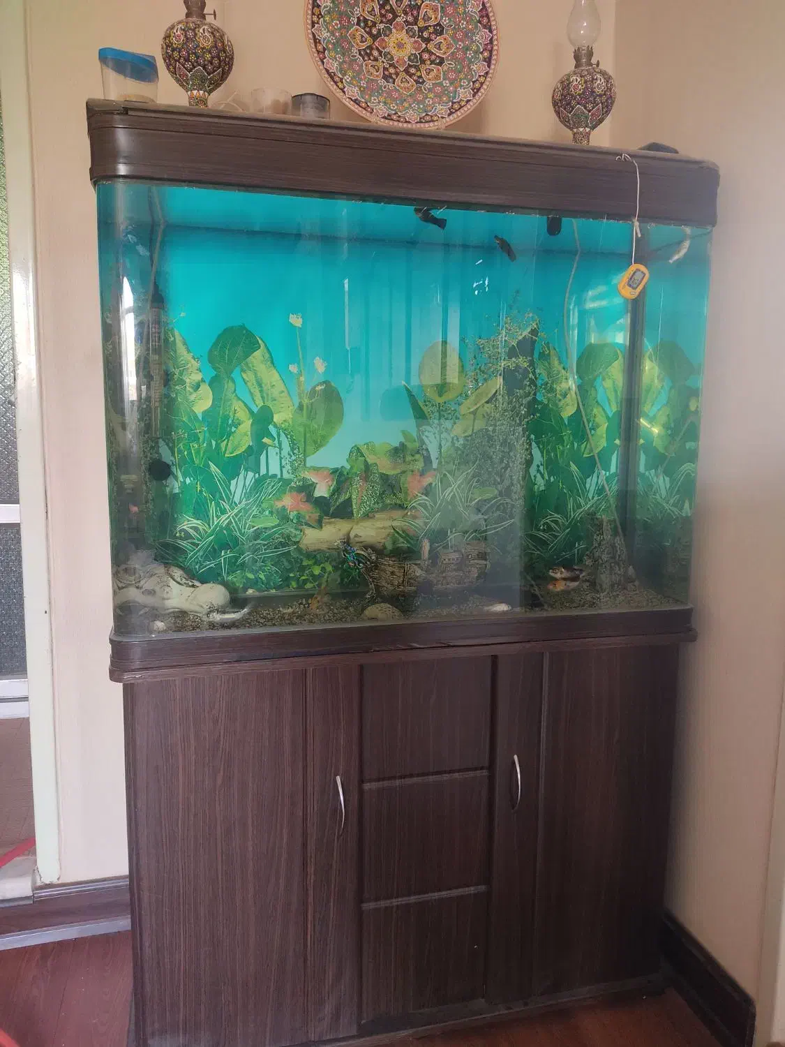 آکواریوم شیشه خم شرکتی|ماهی|اصفهان, همدانیان|دیوار