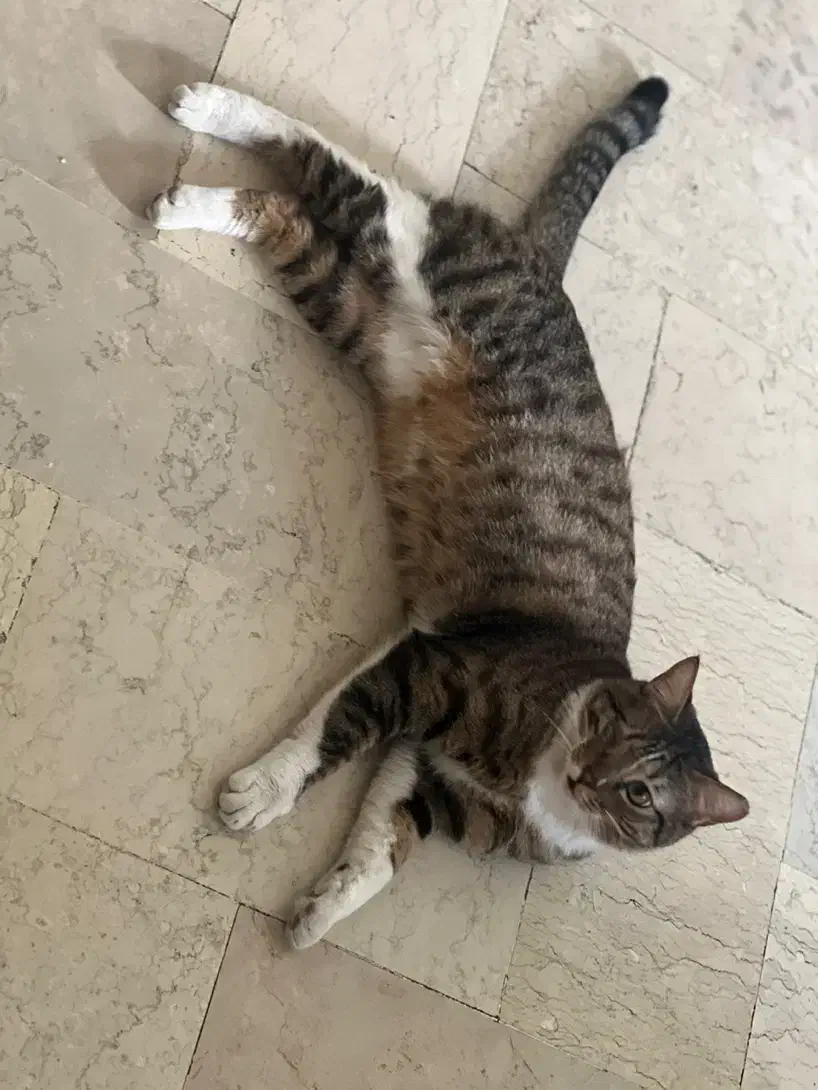 واگذاری گربه dsh ماده حمایتی|گربه|تهران, نارمک|دیوار