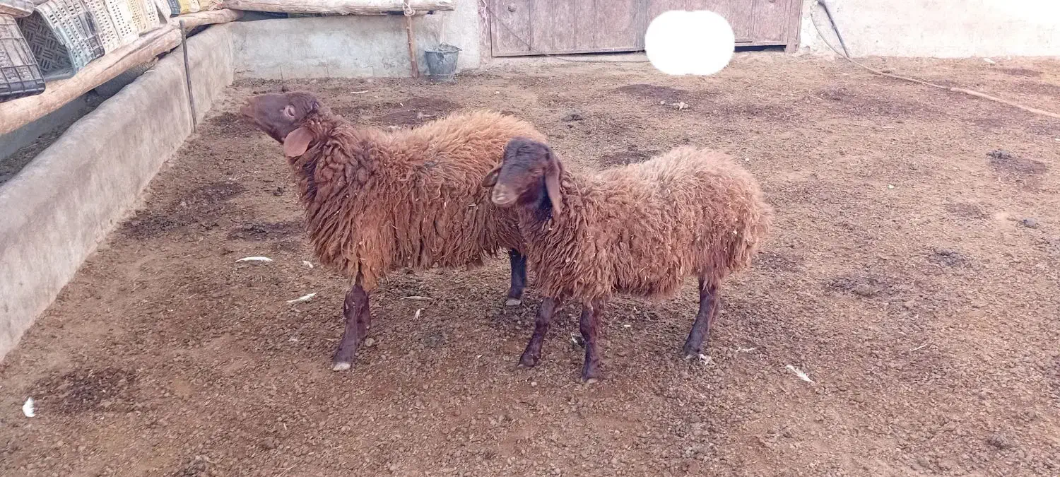 نژاد همو و هترو|حیوانات مزرعه|مشهد, میان ولایت|دیوار