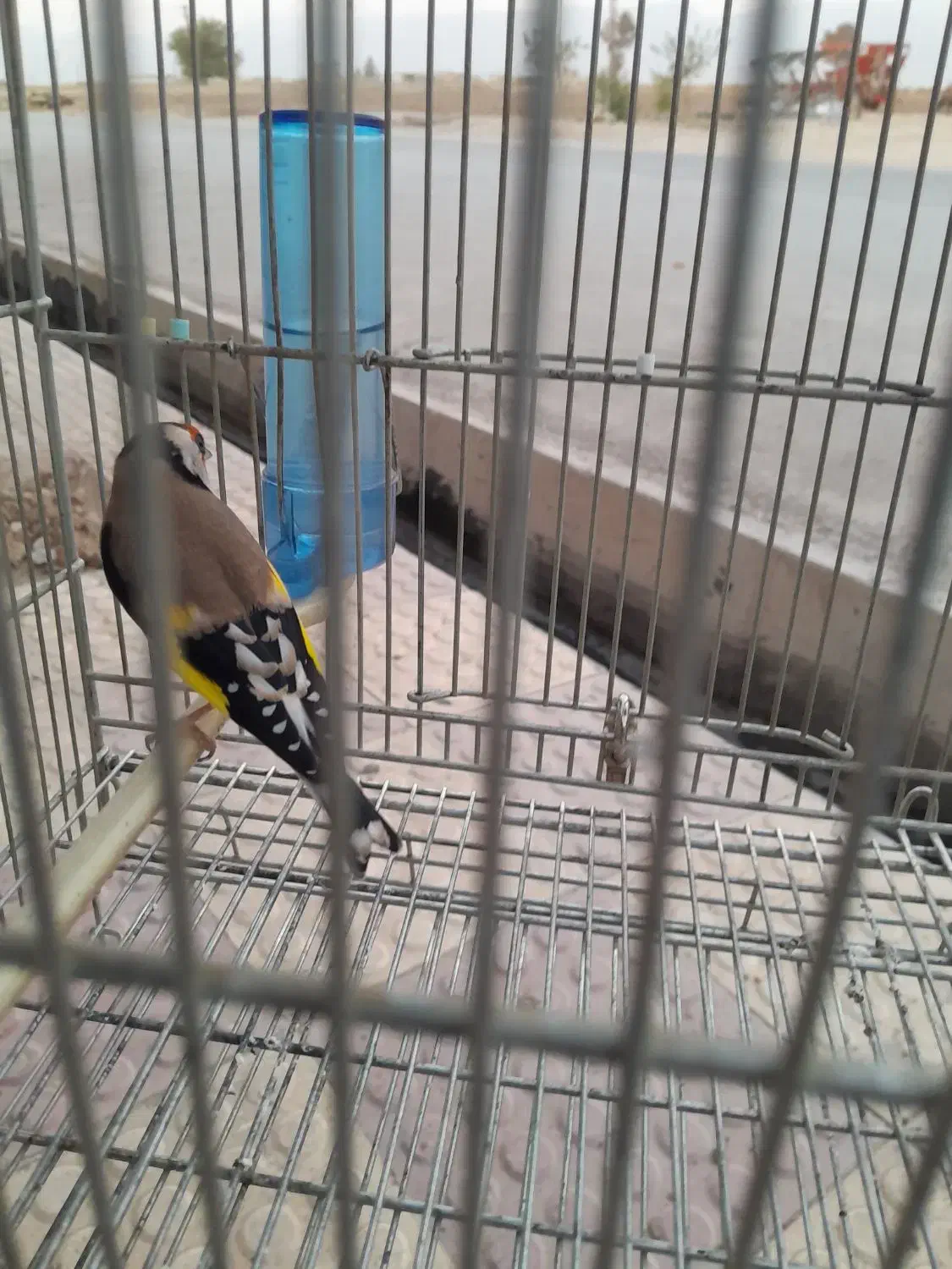 سهره نر|پرنده|مرودشت, ثبت احوال|دیوار