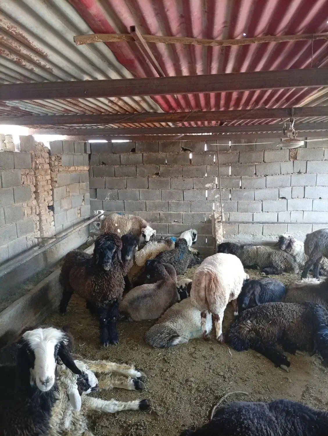 بره نر 410|حیوانات مزرعه|مهریز, |دیوار