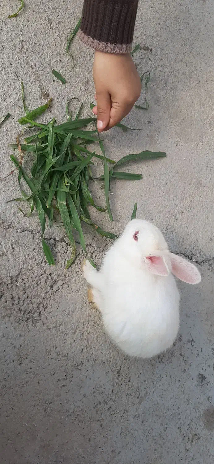 خرگوش دستی باهوش|موش و خرگوش|صحنه, |دیوار