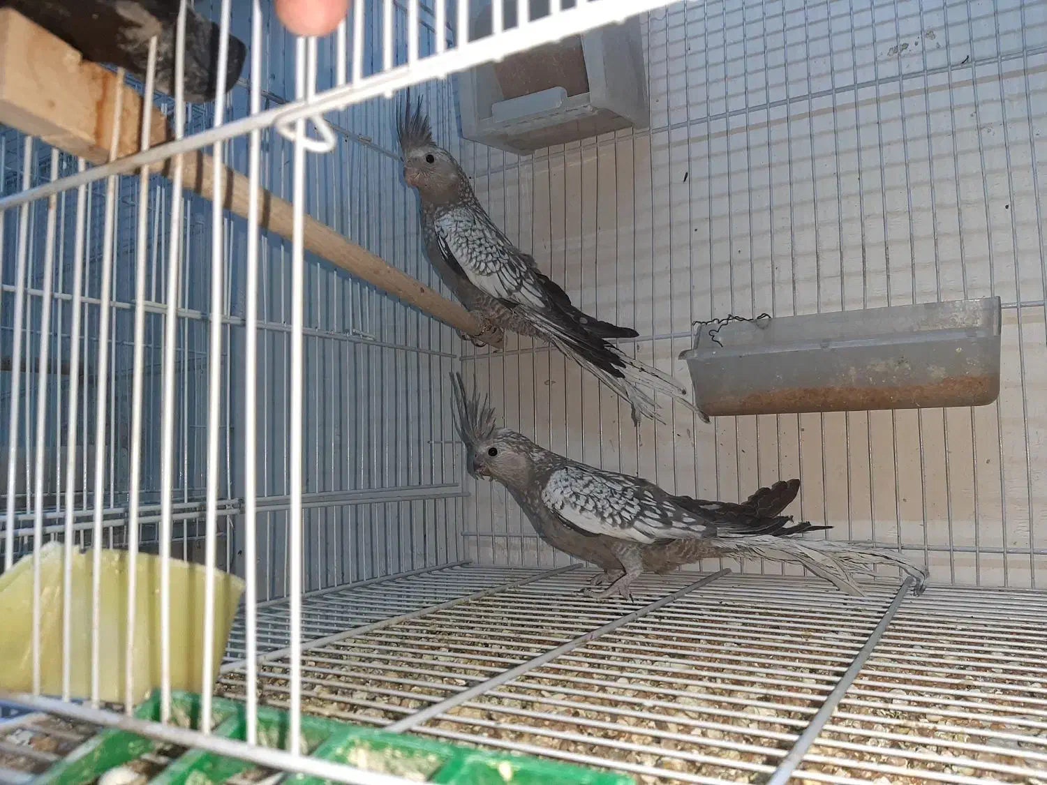 طوطی عروس هلندی|پرنده|تربتحیدریه, آسایش|دیوار