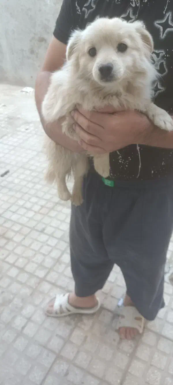 سگ خانگی|سگ|یزد, |دیوار