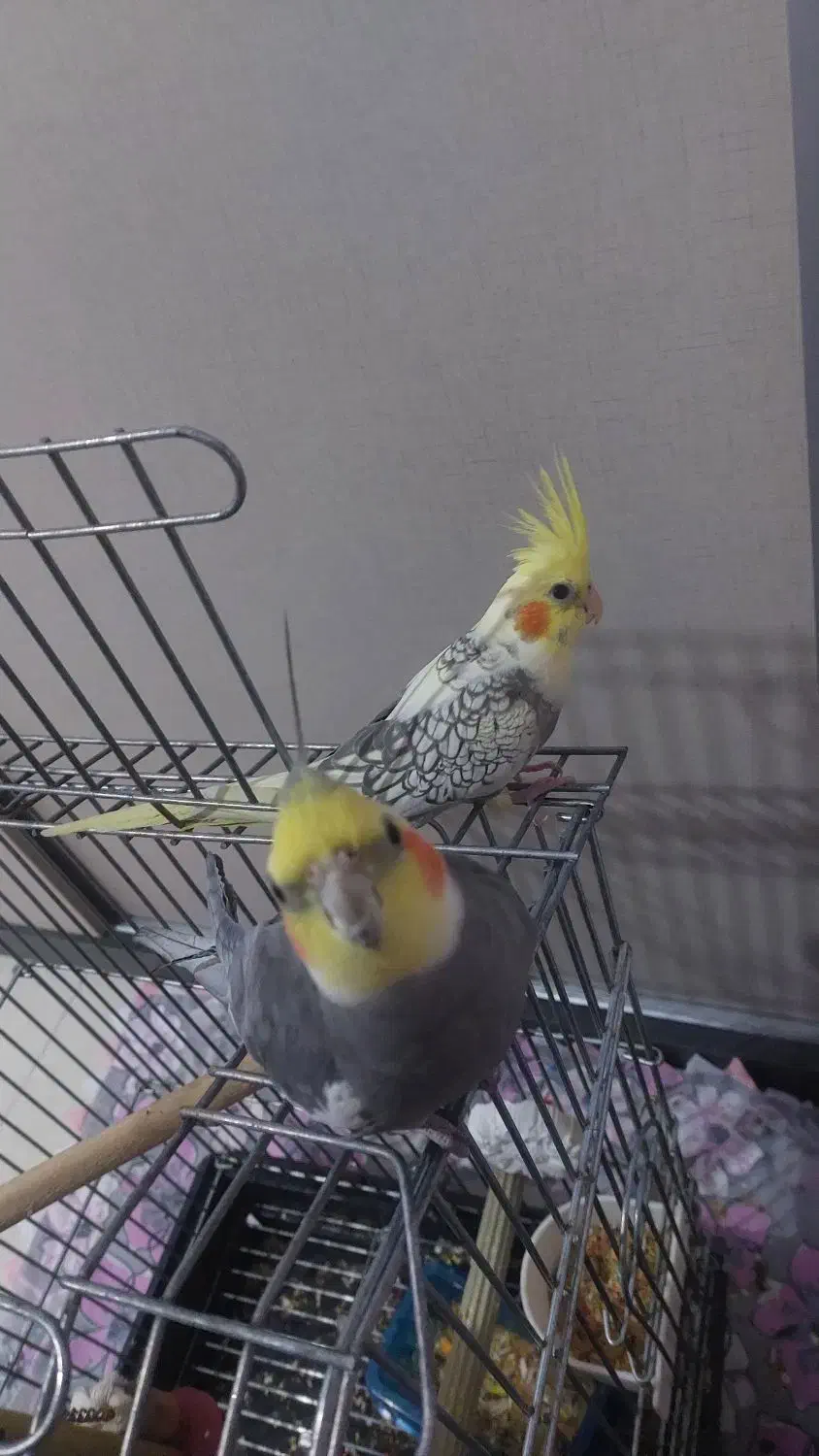 عروس هلندی|پرنده|گرمدره, |دیوار