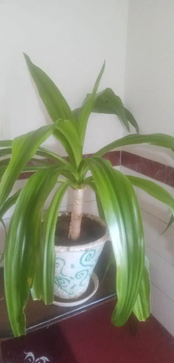 گل موزی|گل و گیاه طبیعی|یزدان شهر, |دیوار