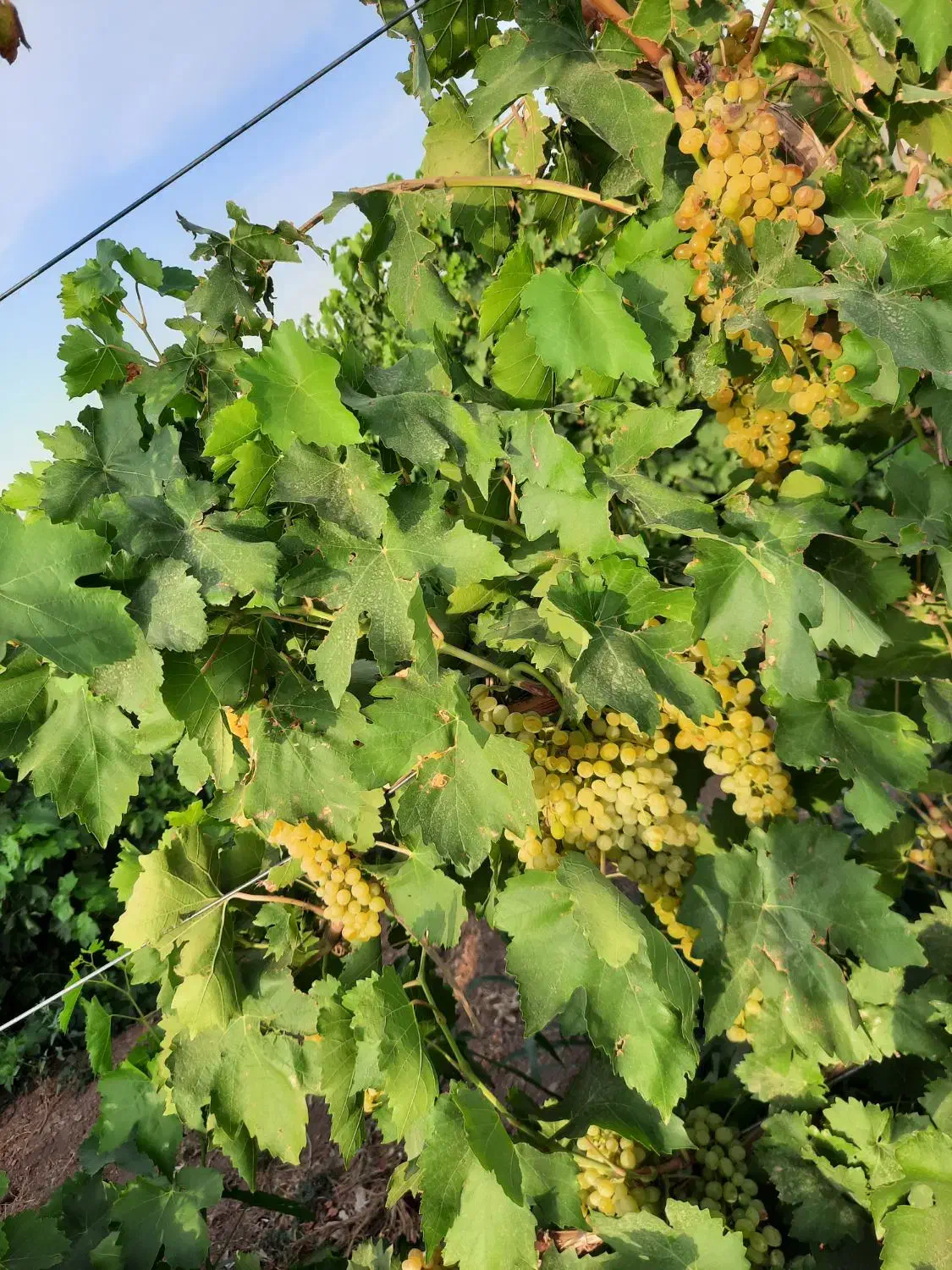 باغ ویلا تاکستان شهرک اک|فروش خانه و ویلا|اسفرورین, |دیوار