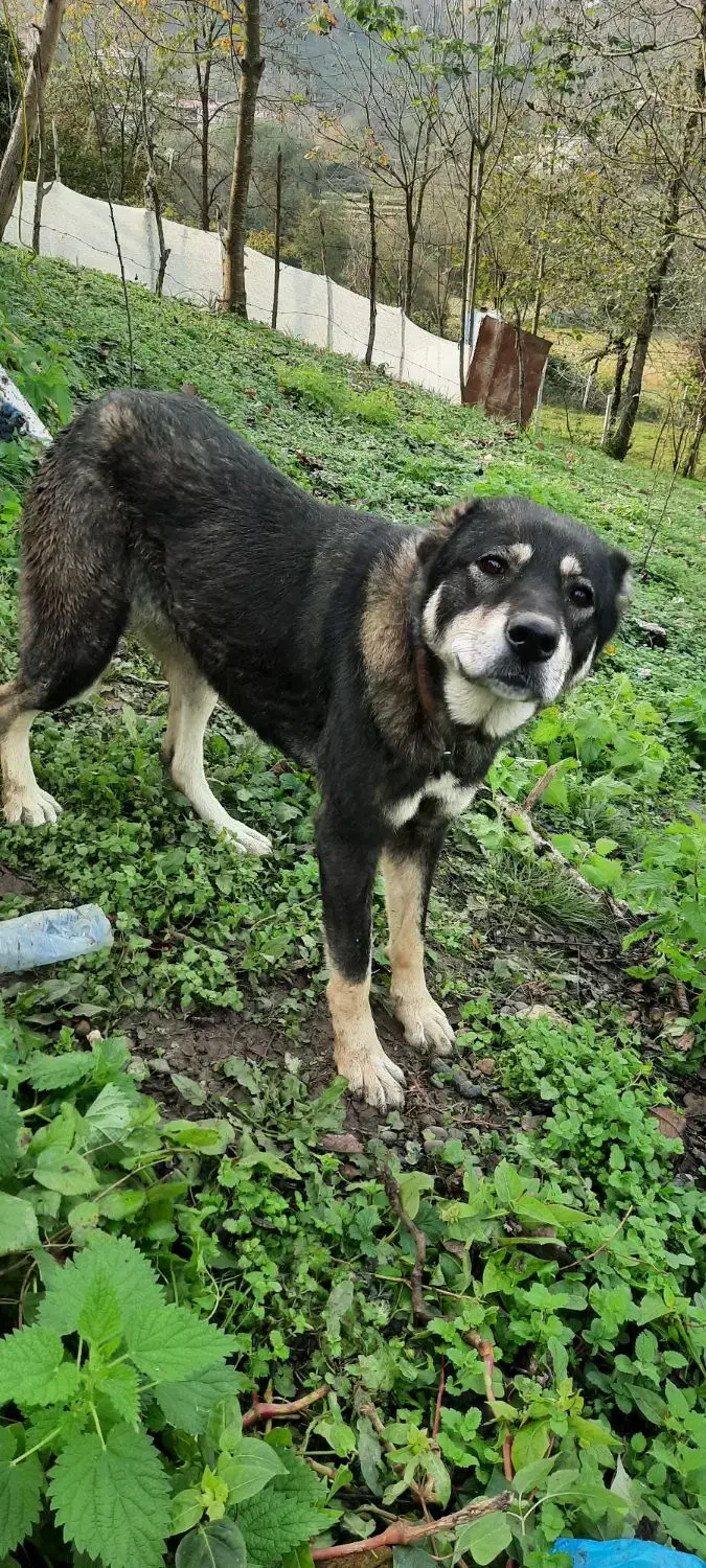 واگذاری سگ قفقازی|سگ|لاهیجان, آهندان|دیوار