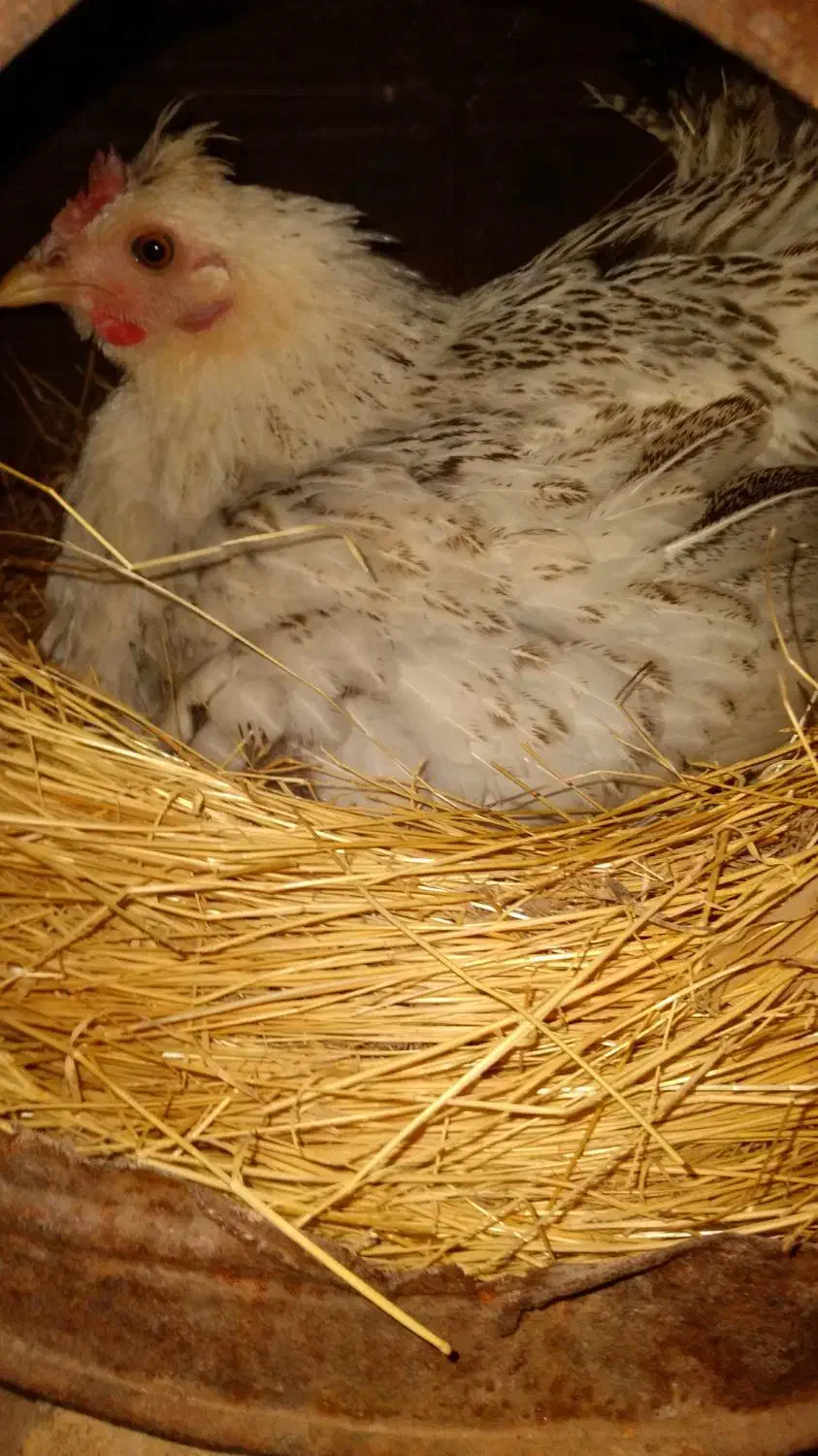 مرغ لری جوجه تخم مرغ|حیوانات مزرعه|اصفهان, قهجاورستان|دیوار