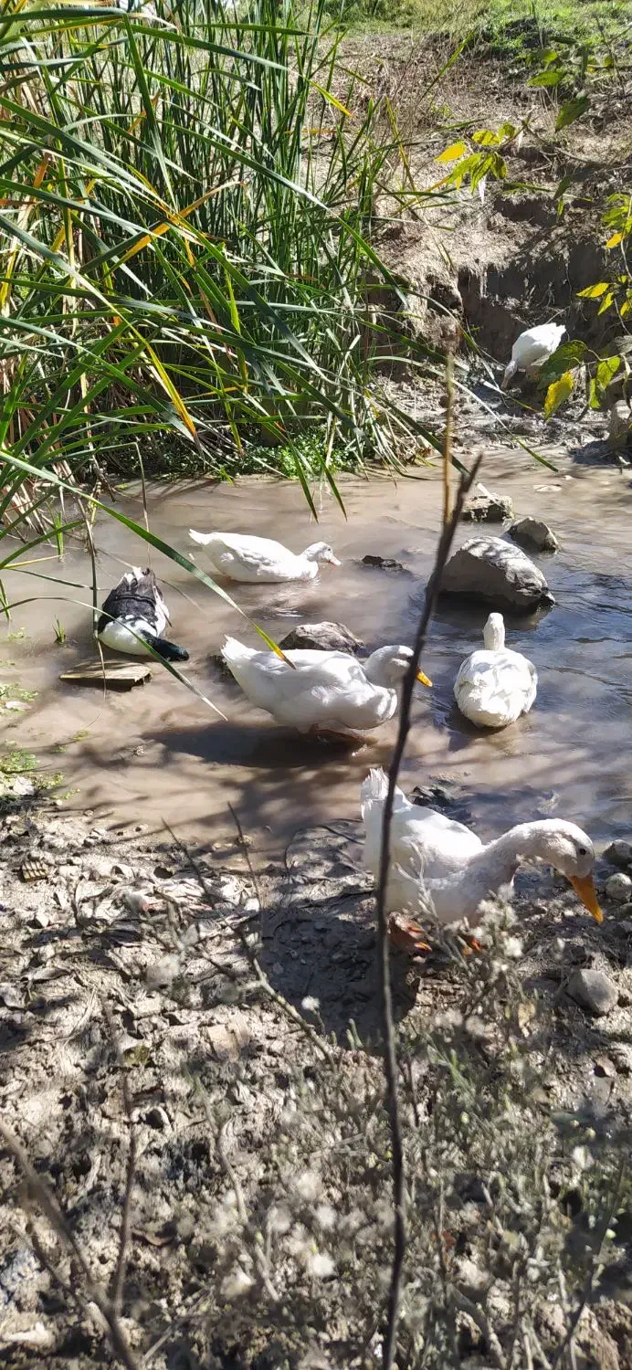 اردک سالم|حیوانات مزرعه|دشت ذهاب, |دیوار