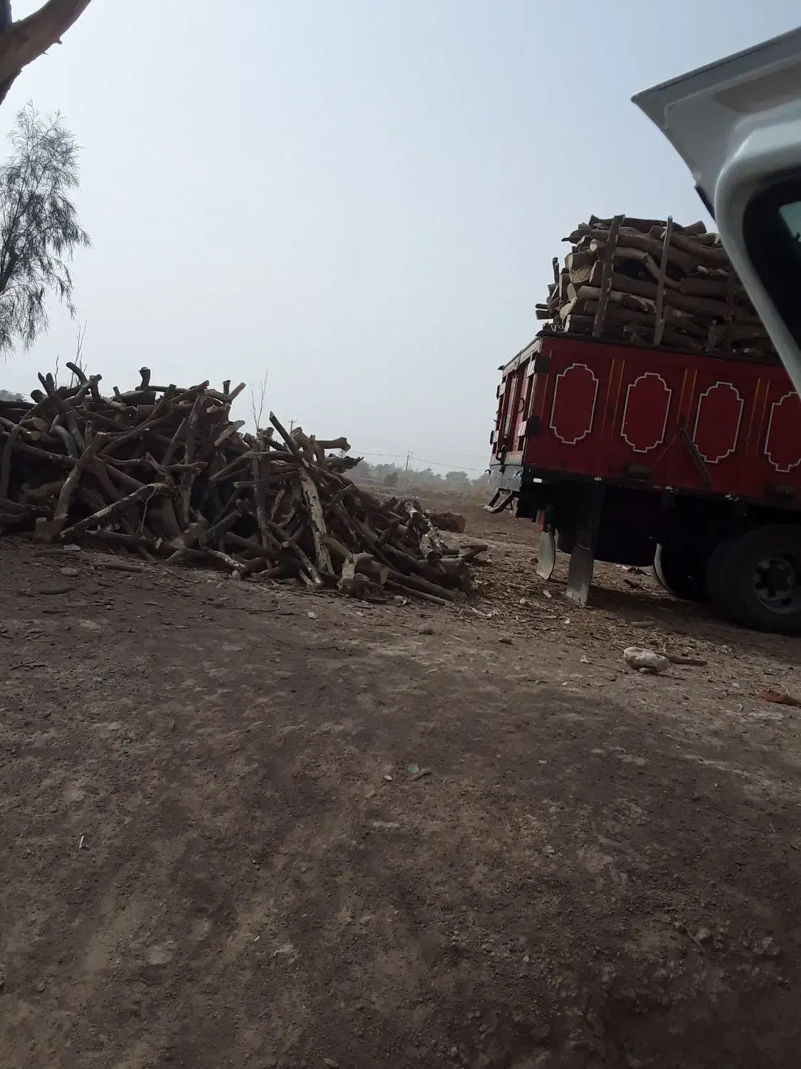 خرید چوب مرکبات|خدمات باغبانی و درختکاری|جیرفت, |دیوار