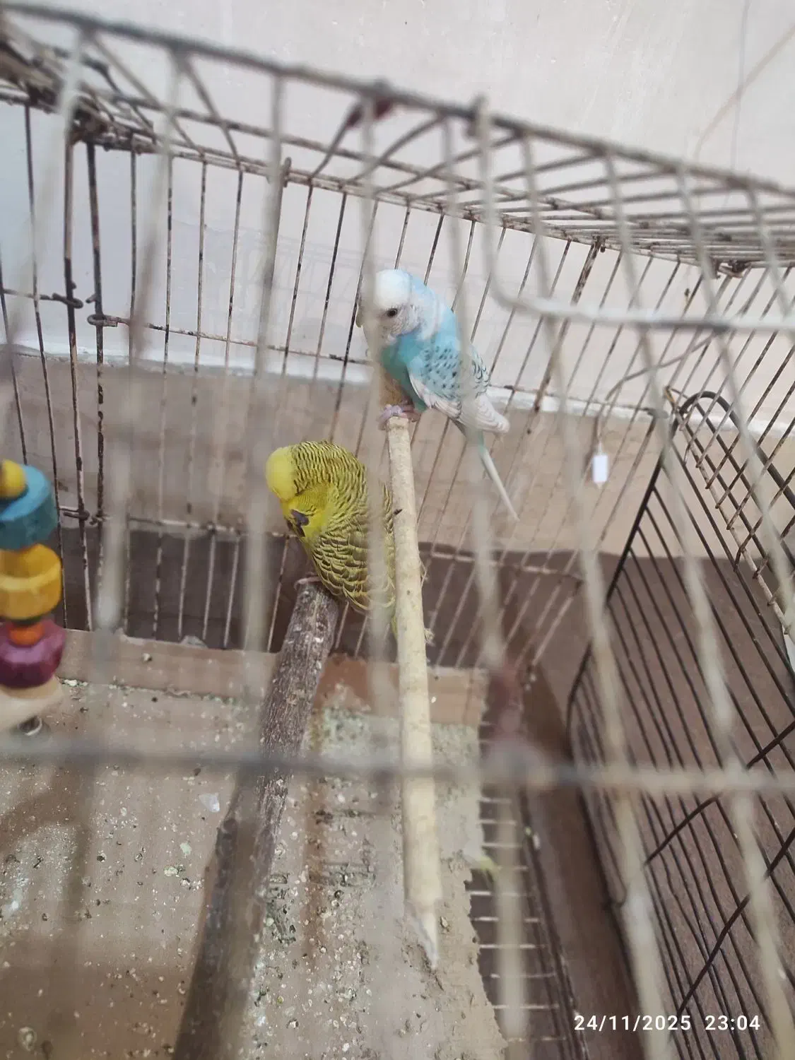 مرغ عشق|پرنده|برازجان, |دیوار