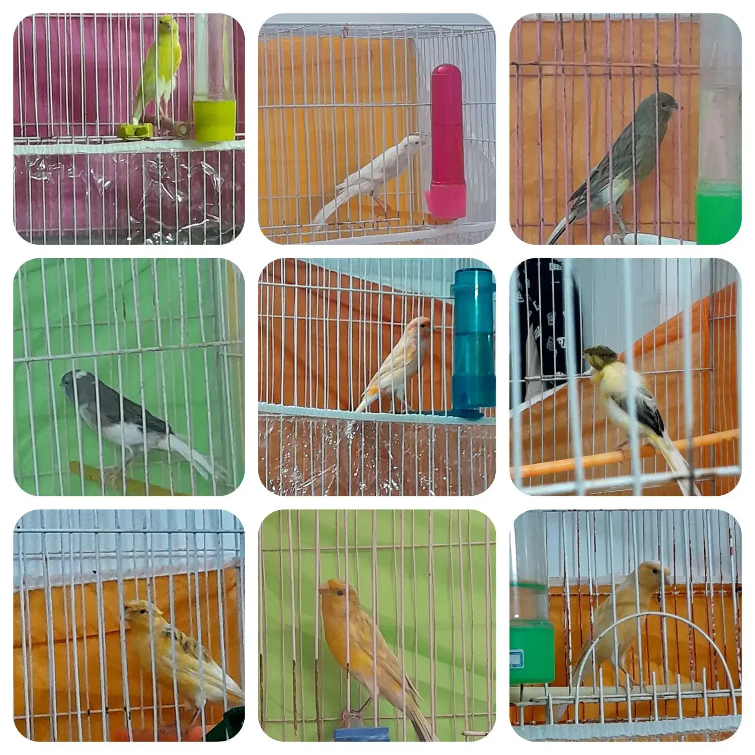 قناری ۹ تا نر شلاغی ۳ تا ماده. رسمی بلند. فر.کاکلی|پرنده|مشهد, شهرک امام سجاد|دیوار