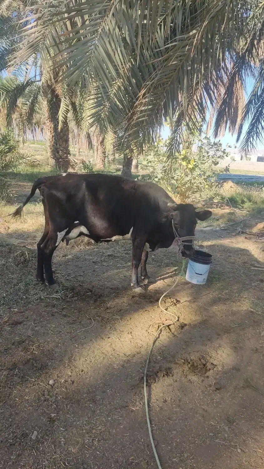 گاو اسرائیلی چاق و سرحال شیردِه|حیوانات مزرعه|منوجان, |دیوار