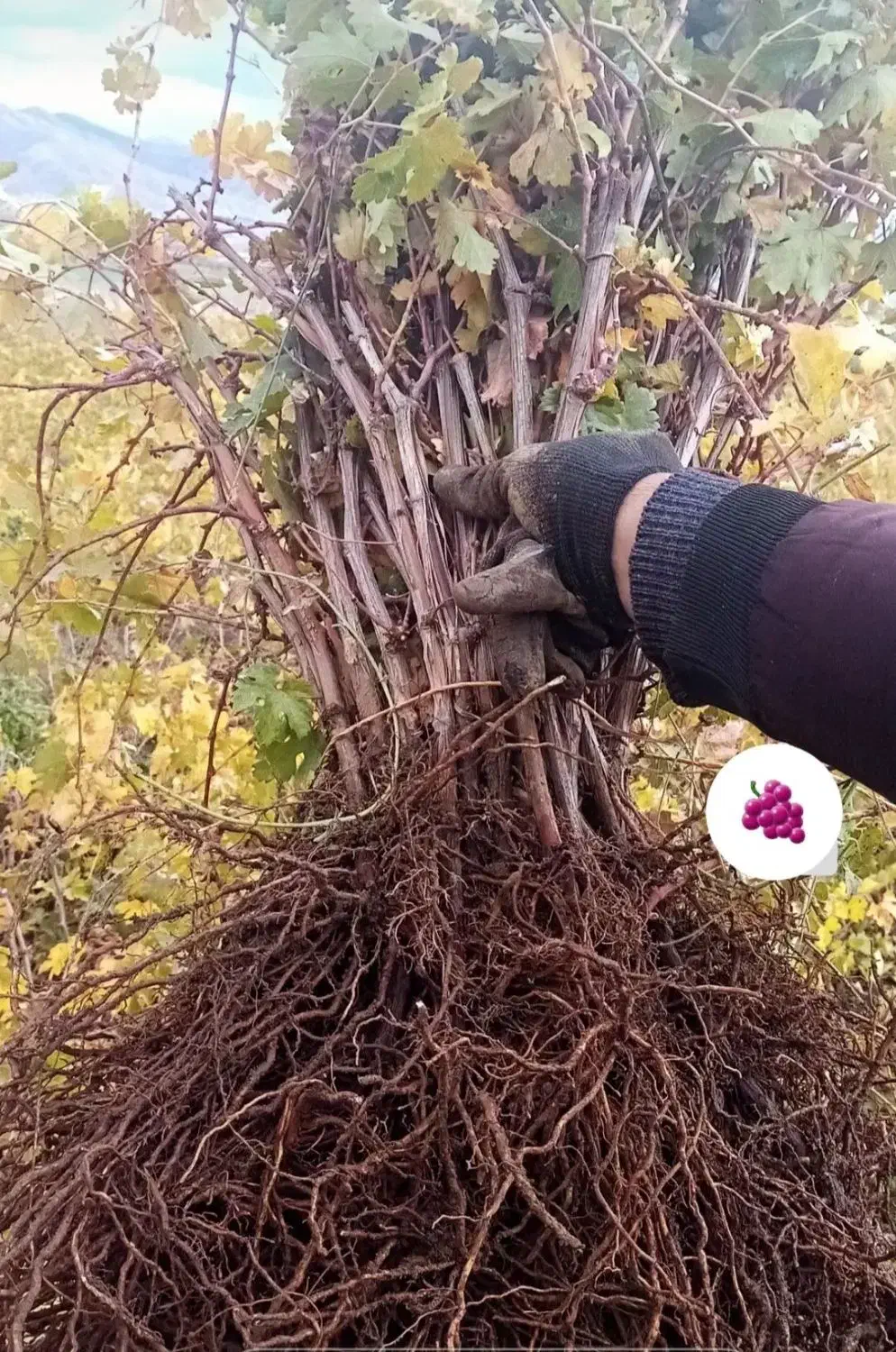 نهال ریشه انگور سیاه دوسال|خدمات باغبانی و درختکاری|کرمانشاه, |دیوار